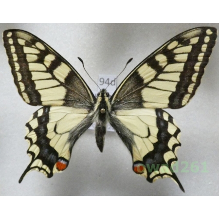 Papilio machaon Linnaeus, 1758 Czech 66mm94d